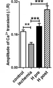 The effects of hexarelin, administered both pre- and post-experimentally-induced ischemia, on the intracellular calcium levels of cultured murine cardiomyocytes. Asterisks indicate significant differences. From: Ma Y, Zhang L, Edwards JN, Launikonis BS, Chen C. Growth hormone secretagogues protect mouse cardiomyocytes from in vitro ischemia/reperfusion injury through regulation of intracellular calcium. PLoS One. 2012;7(4):e35265, reproduced under the terms of a Creative Commons Attribution License.