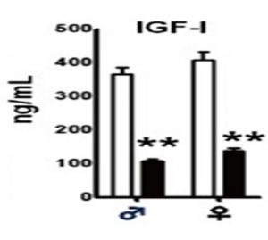 IGF1 levels in mice with GRF signaling deficiency (black bars) compared to normal controls (white bars). Asterisks indicate significant differences. From Sun LY, Spong A, Swindell WR, et al., Growth hormone-releasing hormone disruption extends lifespan and regulates response to caloric restriction in mice. eLife. 2013;2:e01098, reproduced under the terms of the Creative Commons Attribution License