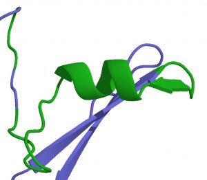 GHRP-2 and -6 are active in vivo through mimicking ghrelin (green). By own work - adapted from http://www.pdb.org/pdb/files/1p7x.pdb using PyMOL, Public Domain, https://commons.wikimedia.org/w/index.php?curid=4790168