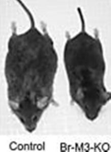 This image shows the difference in size and length between a mouse carrying a mutation that impairs the release of GRF (Br-M3-KO, right) in the brain and an identical healthy control (left). From: Gautam D, Jeon J, Starost MF, et al. Neuronal M(3) muscarinic acetylcholine receptors are essential for somatotroph proliferation and normal somatic growth. Proceedings of the National Academy of Sciences of the United States of America. 2009;106(15):6398-6403, available through PNAS Open Access 