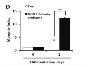 The effects of GHRP-6 on cell differentiation to myocytes (i.e. myogenesis). From: Lim CJ, Jeon JE, Jeong SK, et al. Growth hormone-releasing peptide-biotin conjugate stimulates myocytes differentiation through insulin-like growth factor-1 and collagen type I. BMB Reports. 2015;48(9):501-506, reproduced under the terms of the Creative Commons Attribution License