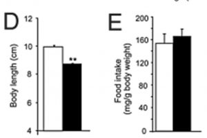 The effects of impaired GRF release in mice (black bars) compared to healthy controls (white bars) on body length and feeding. Asterisks indicate significant difference compared to controls. From: Gautam D, Jeon J, Starost MF, et al. Neuronal M(3) muscarinic acetylcholine receptors are essential for somatotroph proliferation and normal somatic growth. Proceedings of the National Academy of Sciences of the United States of America. 2009;106(15):6398-6403, available through PNAS Open Access.